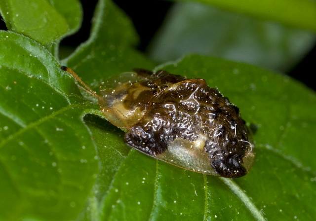 Plagiometriona clavata Chrysomelidae