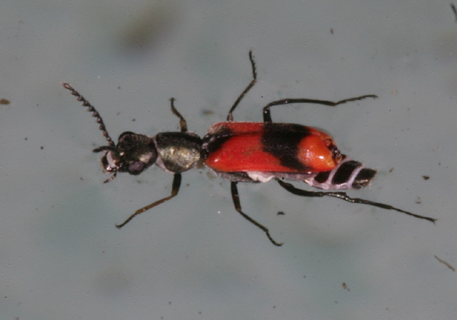 Anthocomus bipunctatus Melyridae
