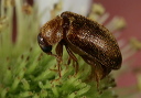 beetle_0572