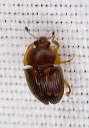 beetle_1206