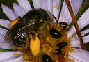beetleandbee289