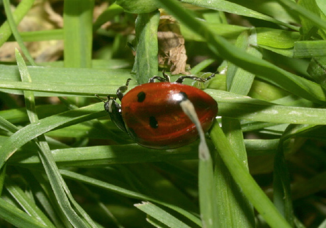 Coccinella septempunctata Coccinellidae