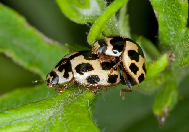 Propylea quatuordecimpunctata Coccinellidae