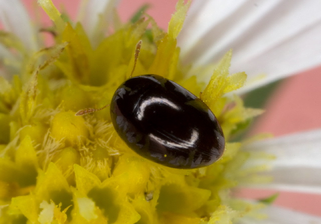 Olibrus sp. Phalacridae