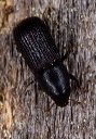 beetle_1357