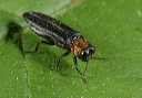 beetle8898