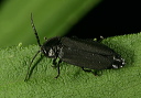 beetle_0145