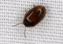 beetle_1626