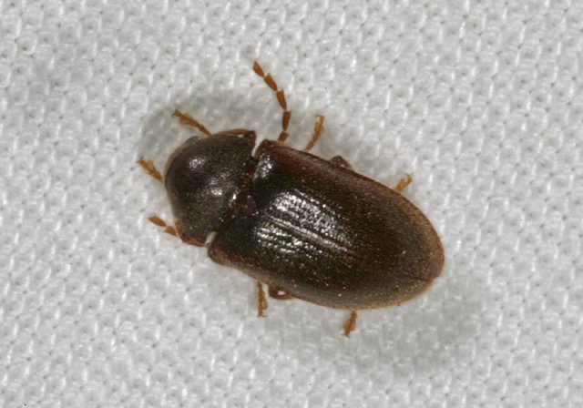 Ptilodactyla sp.? Ptilodactylidae