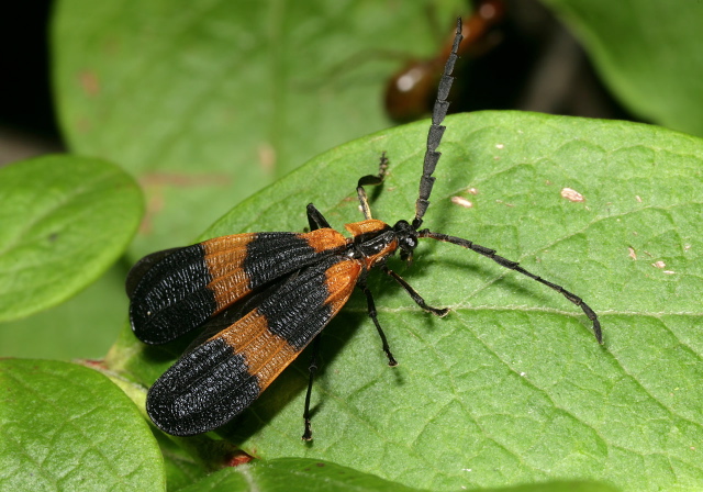 Calopteron reticulatum? Lycidae