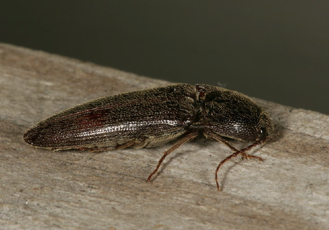 Melanotus sp. Elateridae