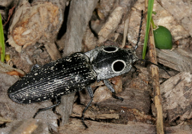 Alaus oculatus Elateridae