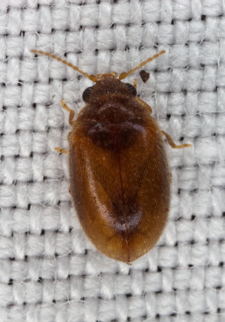 Cyphon sp. Scirtidae