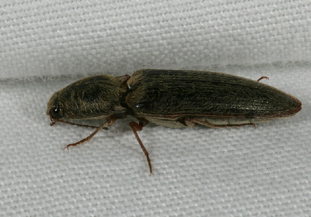 Neotrichophorus sp. Elateridae