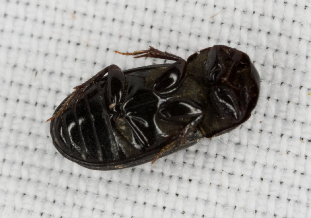 Ataenius strigatus Scarabaeidae