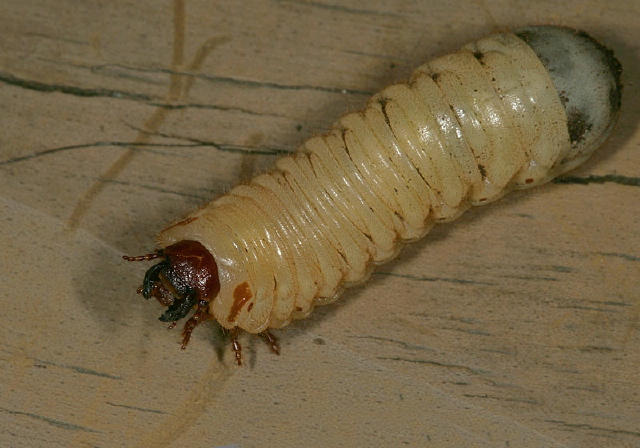 Cotinis nitida Scarabaeidae