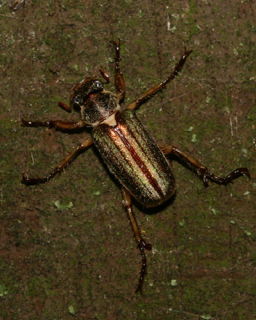 Dichelonyx albicollis? Scarabaeidae