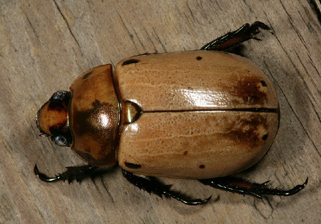 Pelidnota punctata Scarabaeidae
