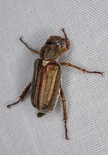 Dichelonyx albicollis Scarabaeidae
