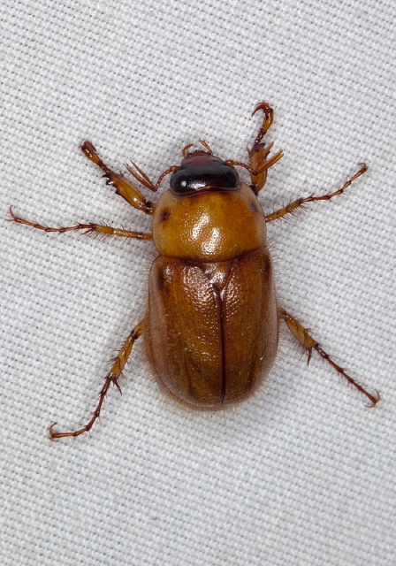 Cyclocephala borealis Scarabaeidae