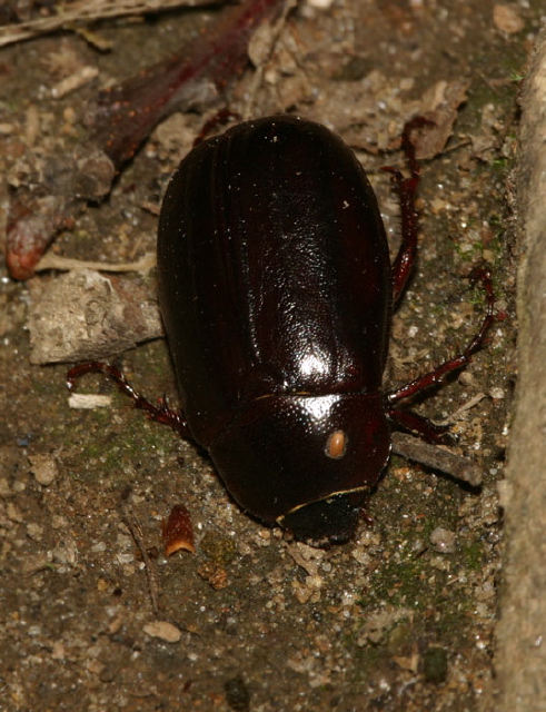Phyllophaga sp. Scarabaeidae