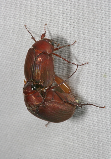 Maladera castanea Scarabaeidae