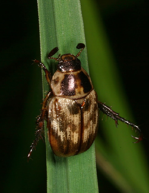 Anomala orientalis Scarabaeidae