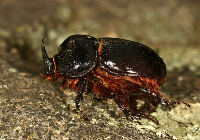 Xyloryctes jamaicensis Scarabaeidae