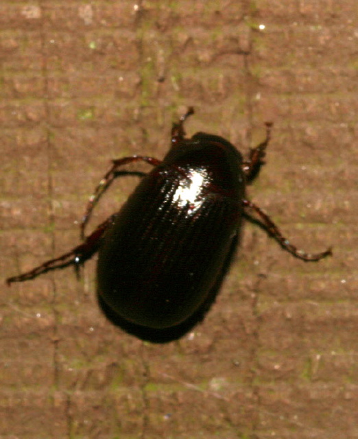 Phyllophaga sp. Scarabaeidae