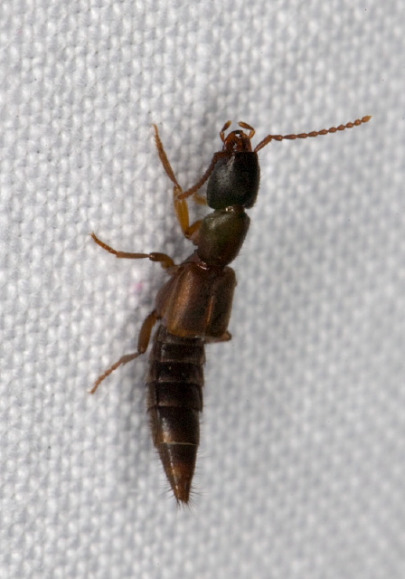 Achenomorphus corticinus? Staphylinidae