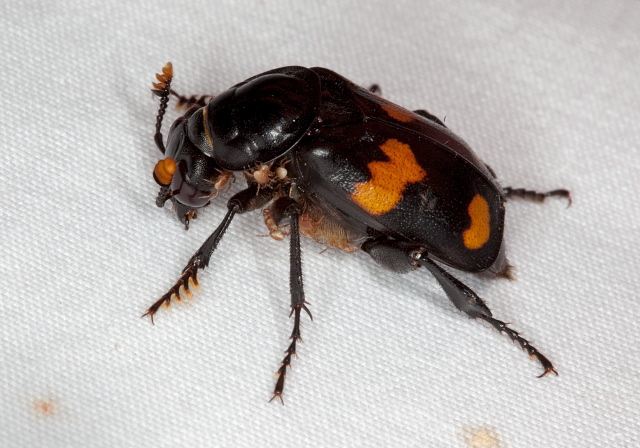 Nicrophorus orbicollis Silphidae