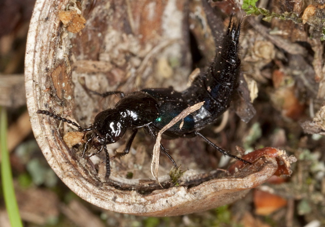 Philonthus caeruleipennis Staphylinidae