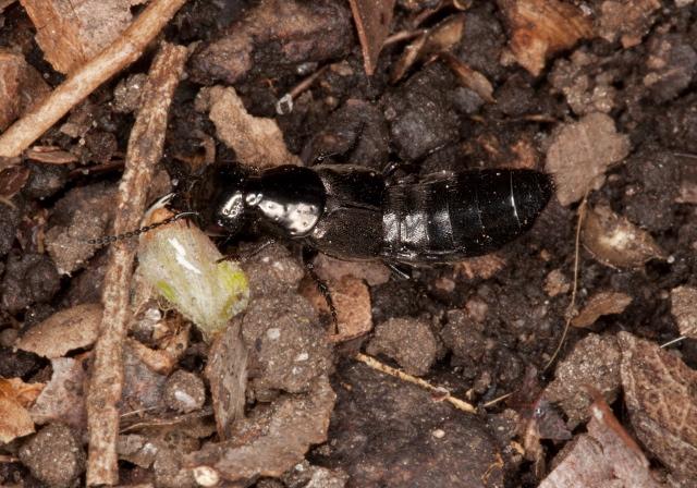 Philonthus politus Staphylinidae