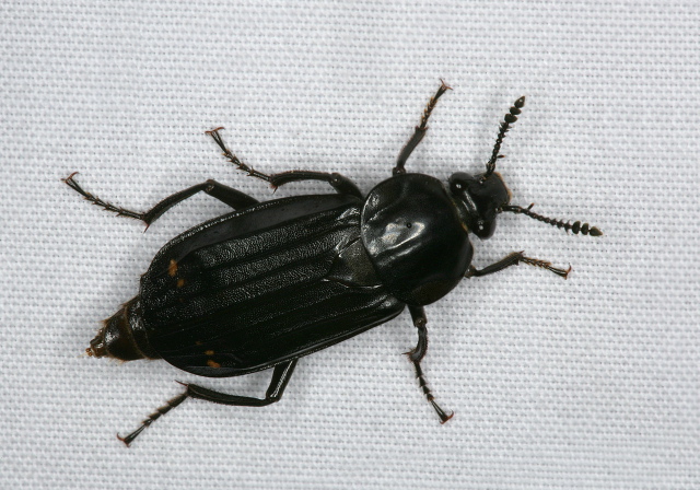 Necrodes surinamensis Silphidae
