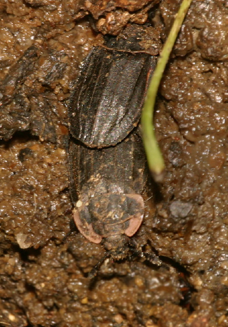 Oiceoptoma noveboracensis Silphidae