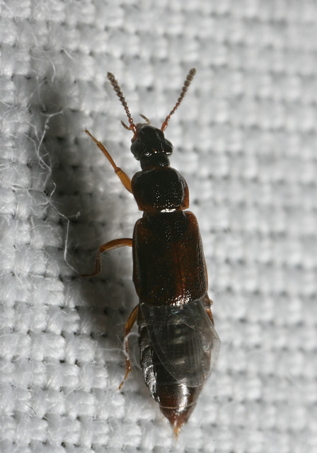 Omalium rivulare Staphylinidae