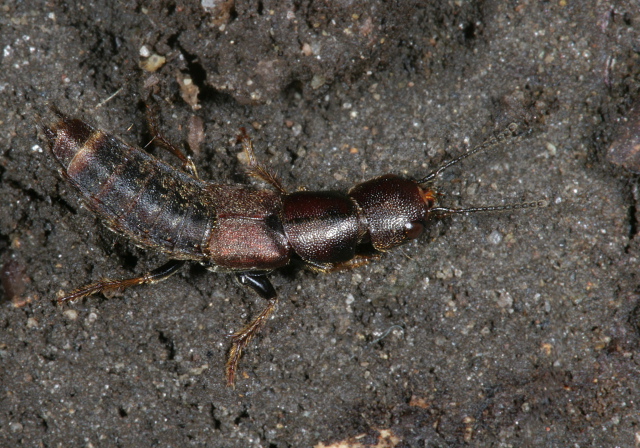 Platydracus sp. Staphylinidae