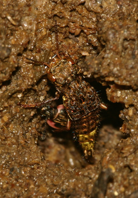 Ontholestes cingulatus Staphylinidae