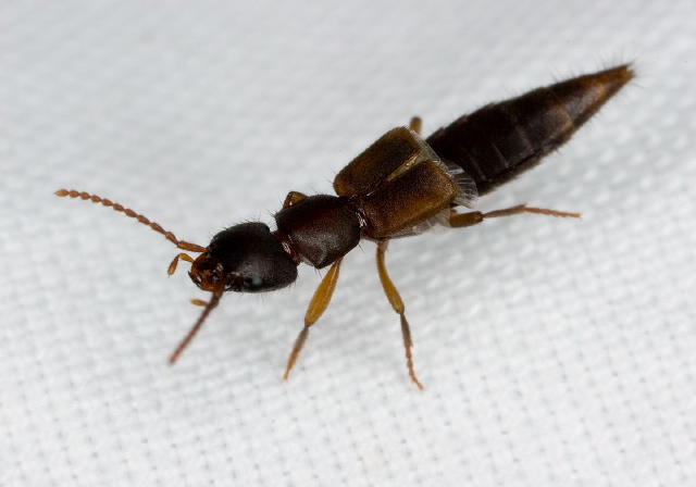 Achenomorphus corticinus Staphylinidae