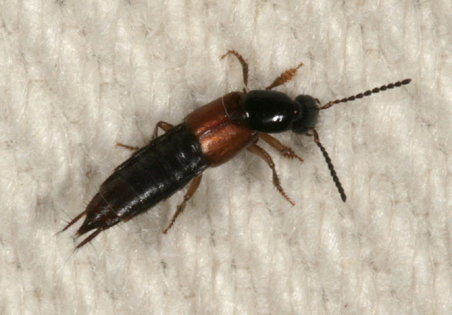 Philonthus sp.? Staphylinidae