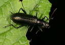 beetle_0124