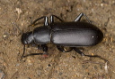 beetle_0682