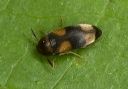 beetle_1526