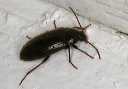 beetle_2347