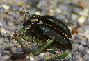 blister_beetles