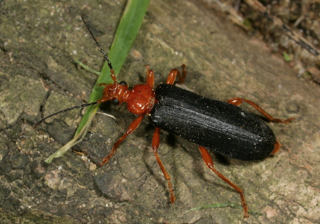 Neopyrochroa flabellata Pyrochroidae