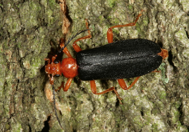 Neopyrochroa flabellata Pyrochroidae