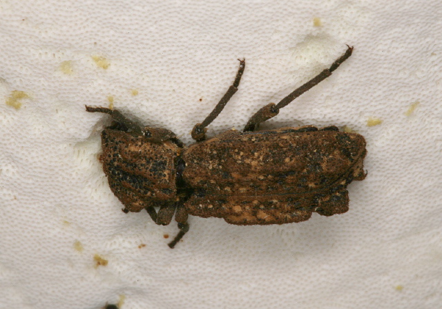 Phellopsis obcordata Zopheridae