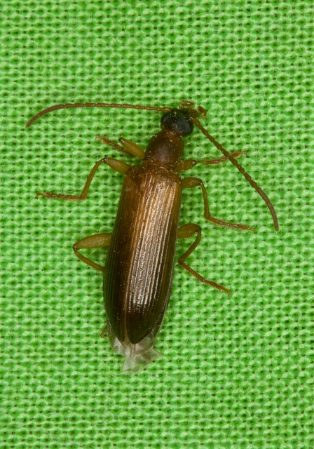 Statira sp. Tenebrionidae