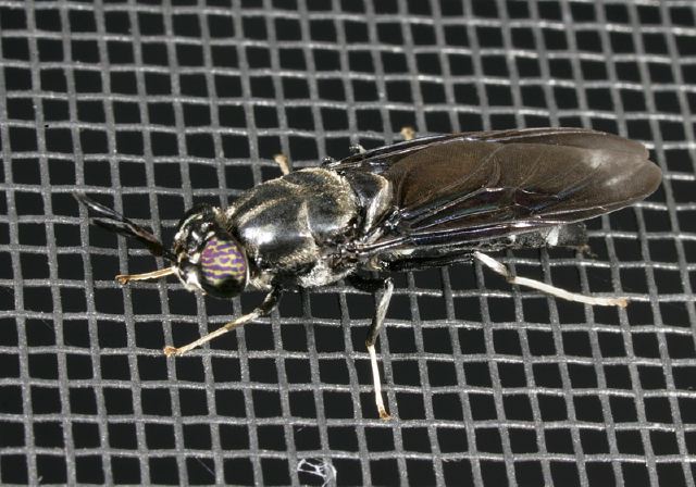 Hermetia illucens Stratiomyidae